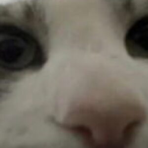 Profile photo of bing.com