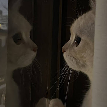 Profile photo of Mohammed Mirash