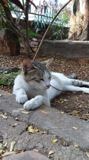 98131b15f2d509fe23713f911c434567